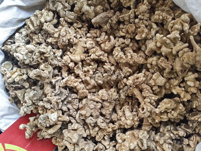 竹节参批发优质竹节参规格齐全可供大货量大从优
