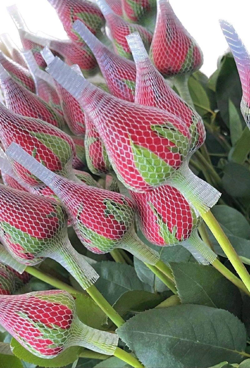 各级精品玫瑰鲜花供应