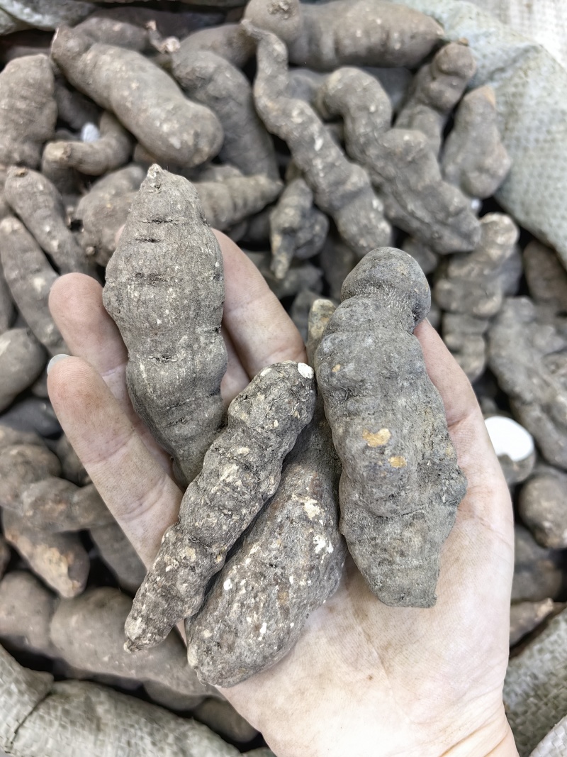 三叶青批发优质三叶青规格齐全产地直销量大价优