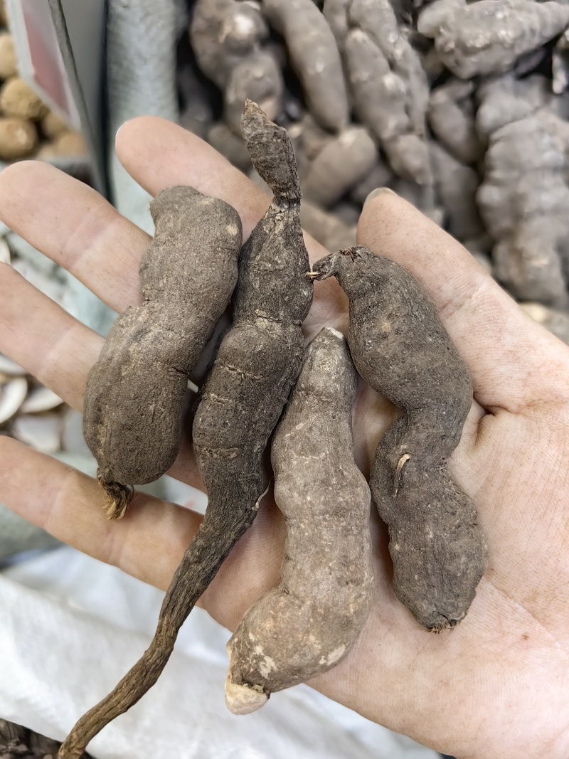 三叶青批发优质三叶青规格齐全产地直销量大价优