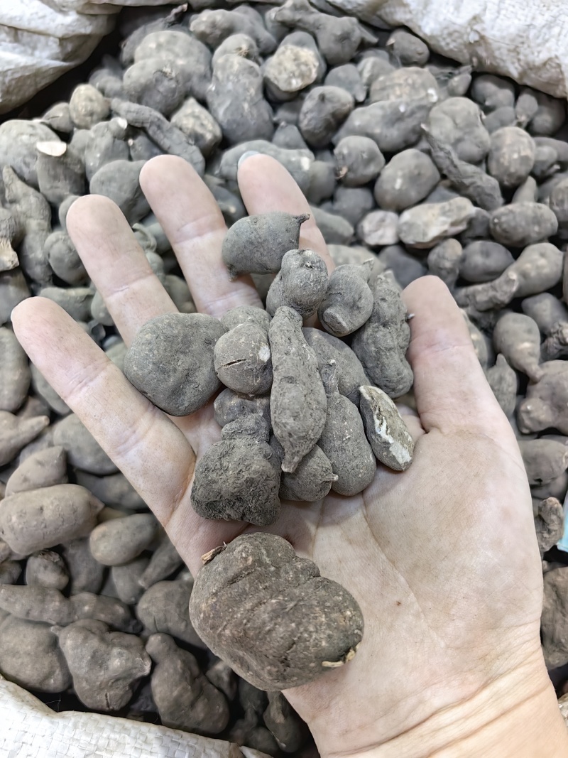 三叶青批发优质三叶青规格齐全产地直销量大价优