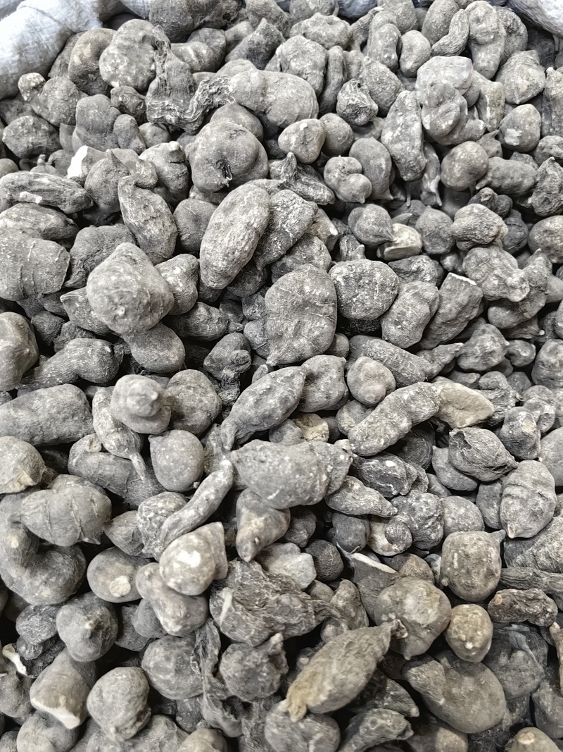 三叶青批发优质三叶青规格齐全产地直销量大价优