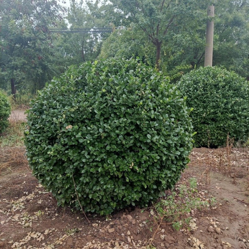 卫茅球