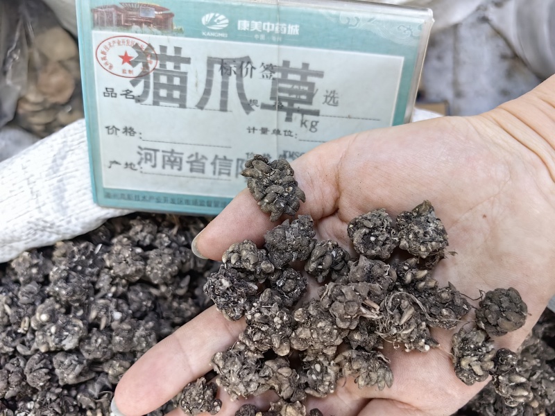 猫爪草批发优质猫爪草规格齐全量大价优可供大货