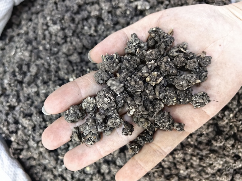 猫爪草批发优质猫爪草规格齐全量大价优可供大货