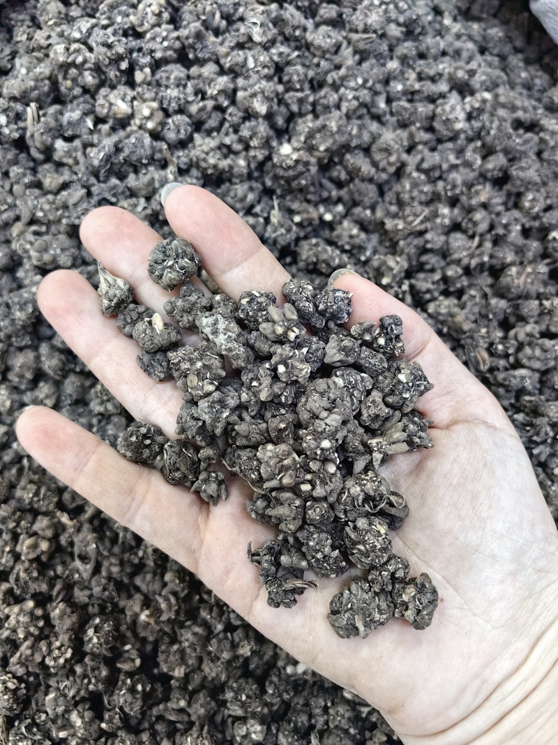 猫爪草批发优质猫爪草规格齐全量大价优可供大货