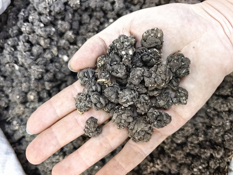 猫爪草批发优质猫爪草规格齐全量大价优可供大货