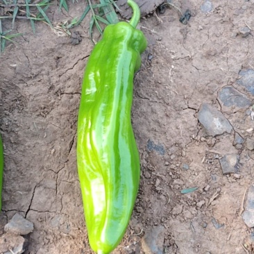 大棚苏椒