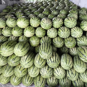 金城5号西瓜，新疆产地直发！