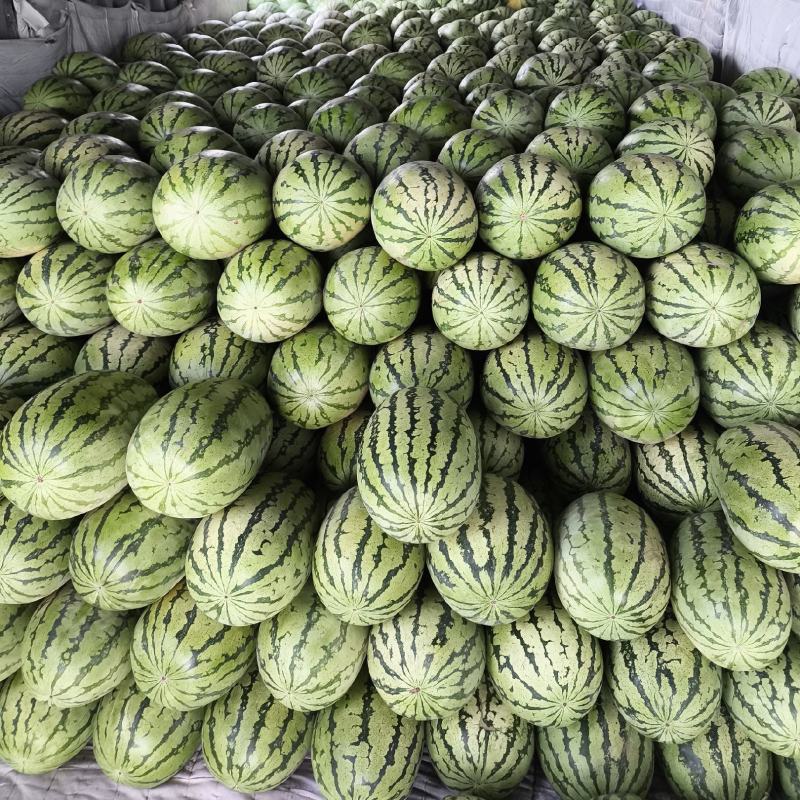 金城5号西瓜，新疆产地直发！