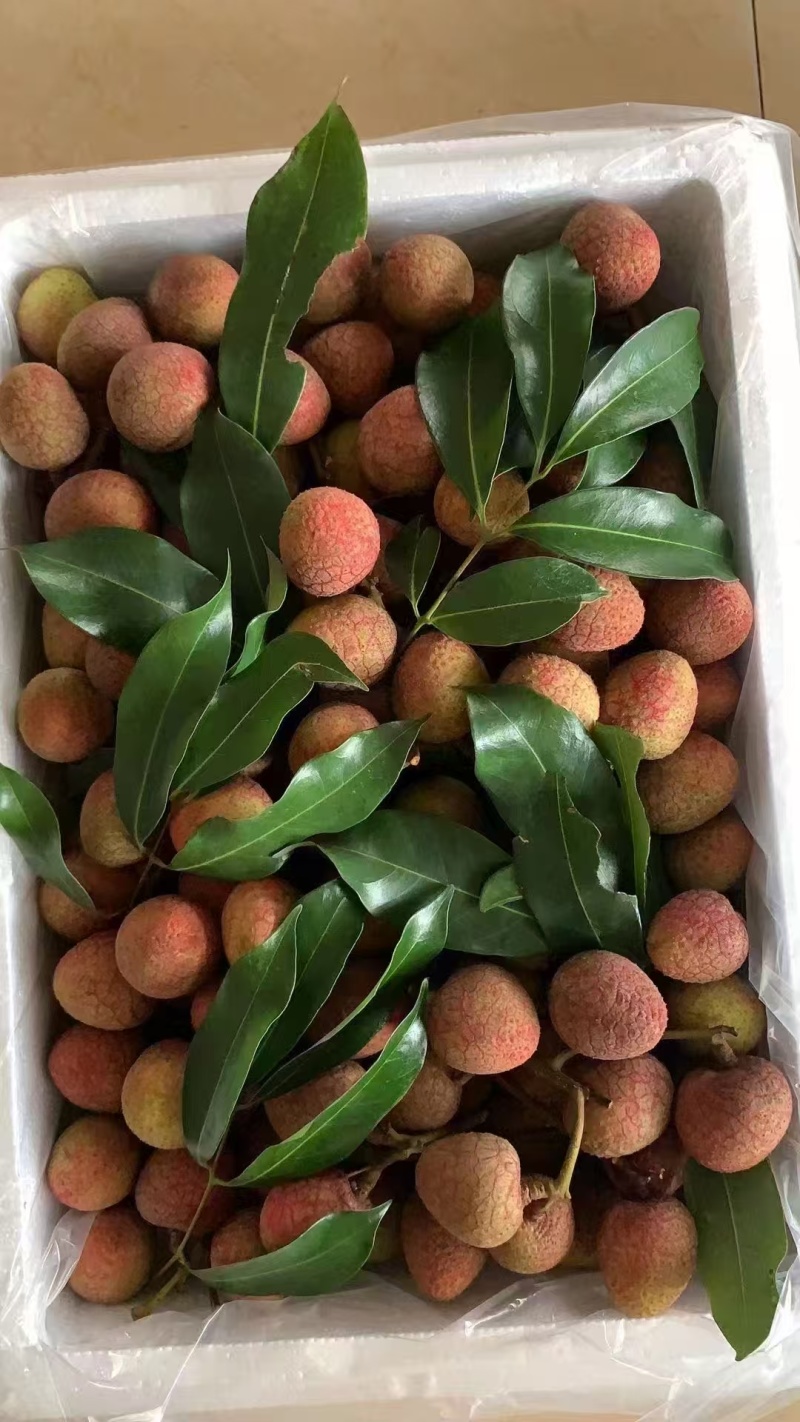 高州市果园白糖罂荔枝妃子笑黑叶桂味，产地果园荔枝。
