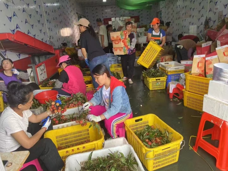 高州市果园白糖罂荔枝妃子笑黑叶桂味，产地果园荔枝。