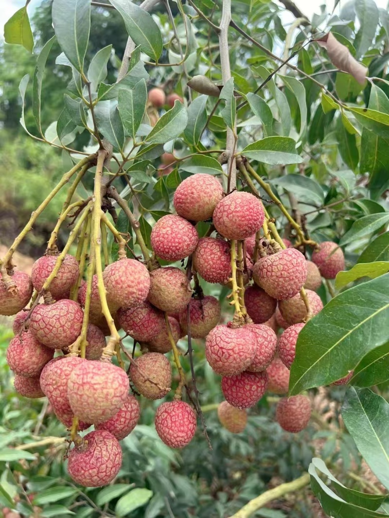 高州市果园白糖罂荔枝妃子笑黑叶桂味，产地果园荔枝。