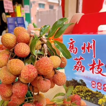 高州市果园白糖罂荔枝妃子笑黑叶桂味，产地果园荔枝。