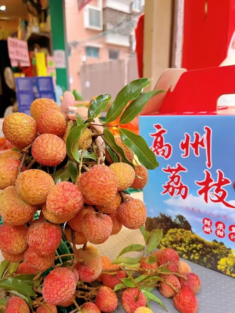 高州市果园白糖罂荔枝妃子笑黑叶桂味，产地果园荔枝。