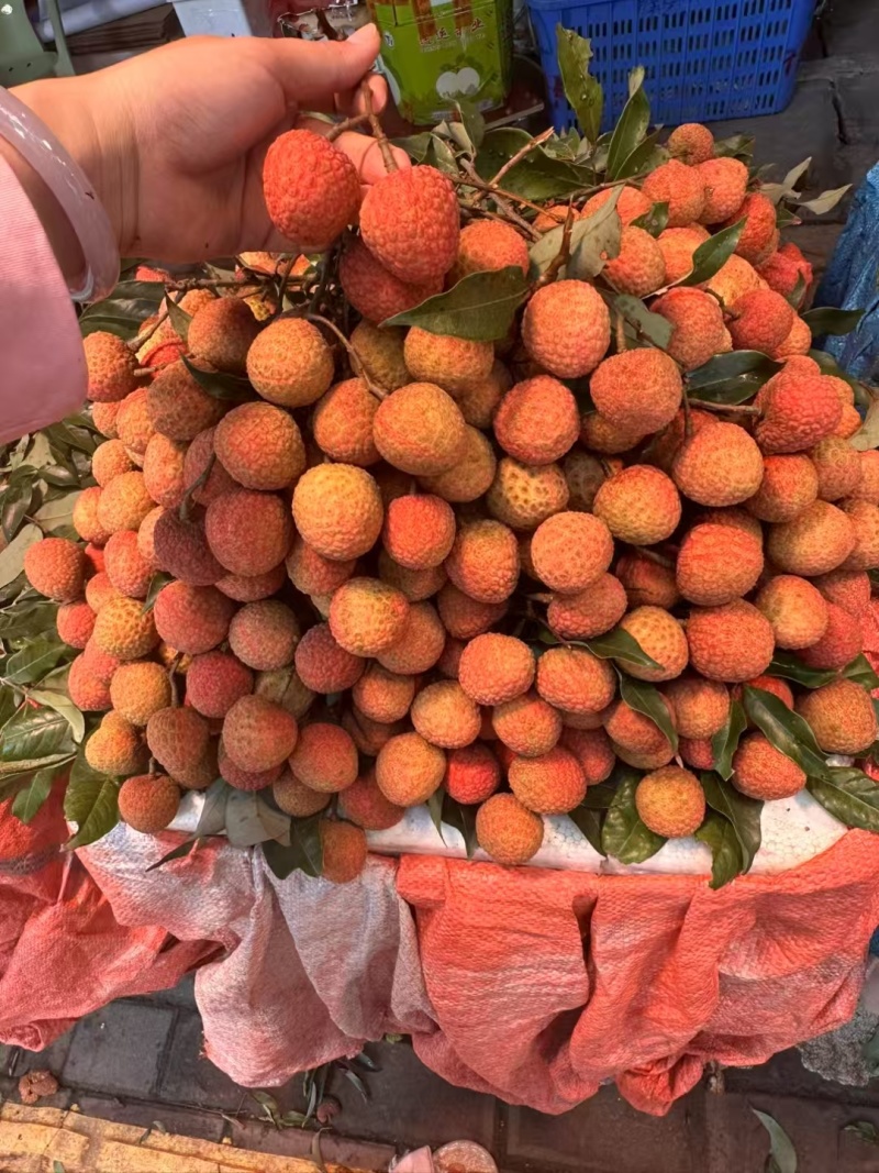高州市果园白糖罂荔枝妃子笑黑叶桂味，产地果园荔枝。