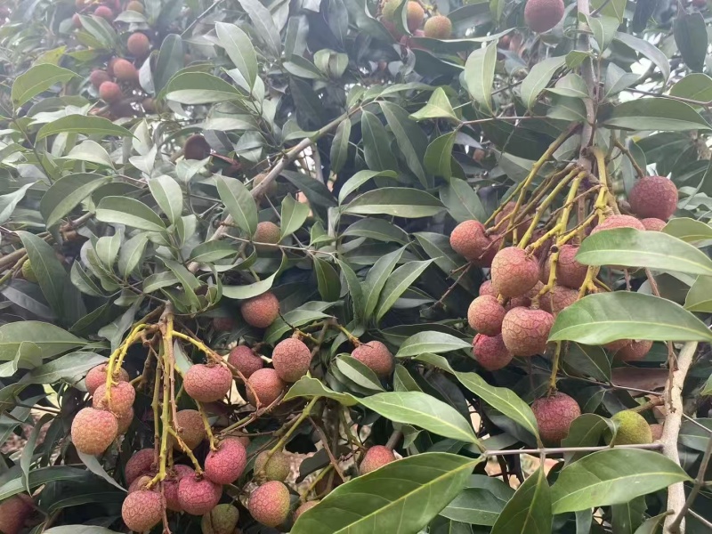 高州市果园白糖罂荔枝妃子笑黑叶桂味，产地果园荔枝。