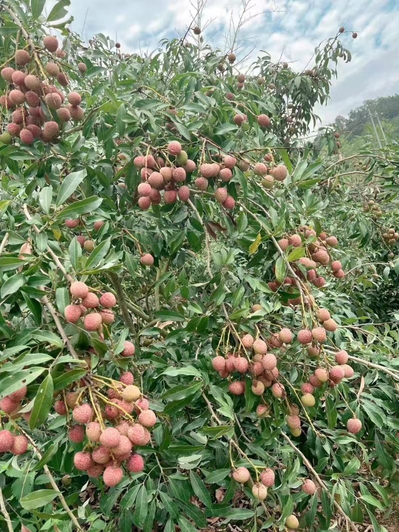 高州市果园白糖罂荔枝妃子笑黑叶桂味，产地果园荔枝。
