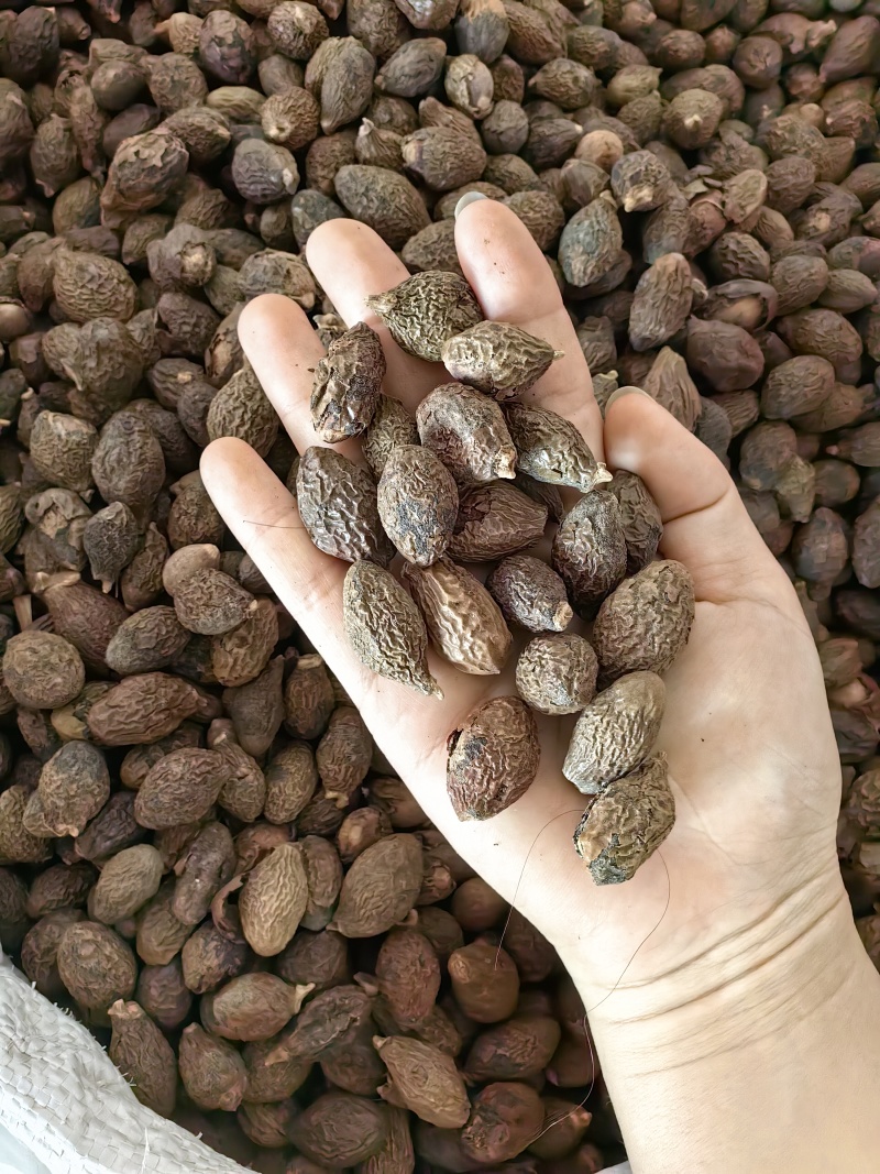 胖大海批发优质胖大海规格齐全可供大货量大价优