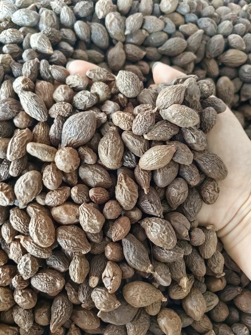 胖大海批发优质胖大海规格齐全可供大货量大价优