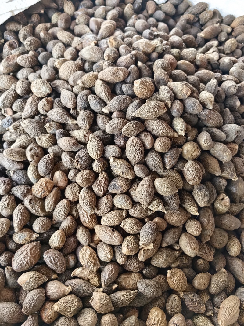 胖大海批发优质胖大海规格齐全可供大货量大价优