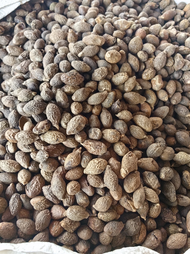 胖大海批发优质胖大海规格齐全可供大货量大价优