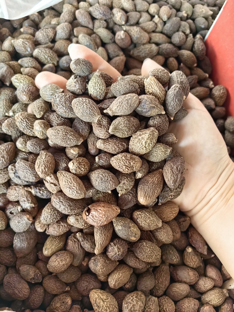 胖大海批发优质胖大海规格齐全可供大货量大价优