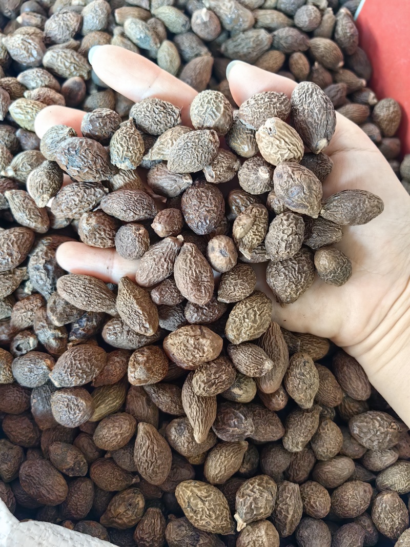胖大海批发优质胖大海规格齐全可供大货量大价优
