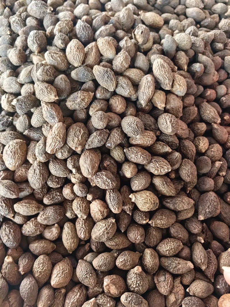 胖大海批发优质胖大海规格齐全可供大货量大价优