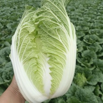 精品黄心大白菜
