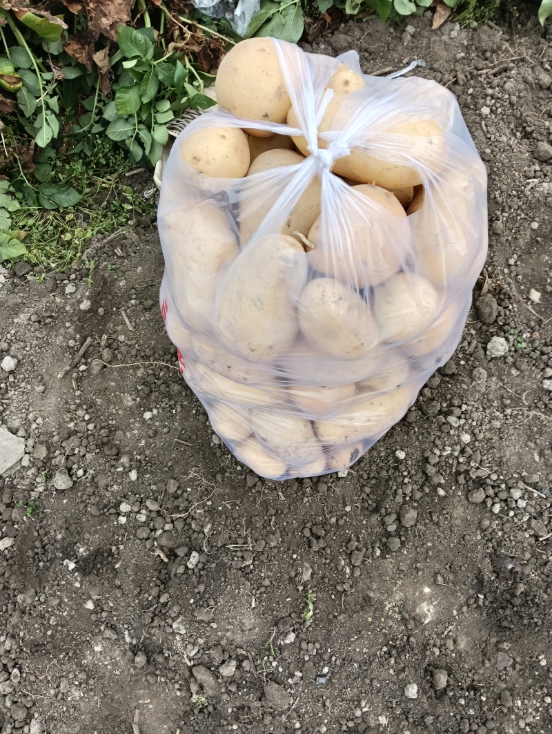 沃土土豆，黄心土豆全国发货支持视频看货选货