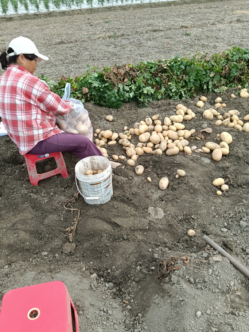 沃土土豆，黄心土豆全国发货支持视频看货选货