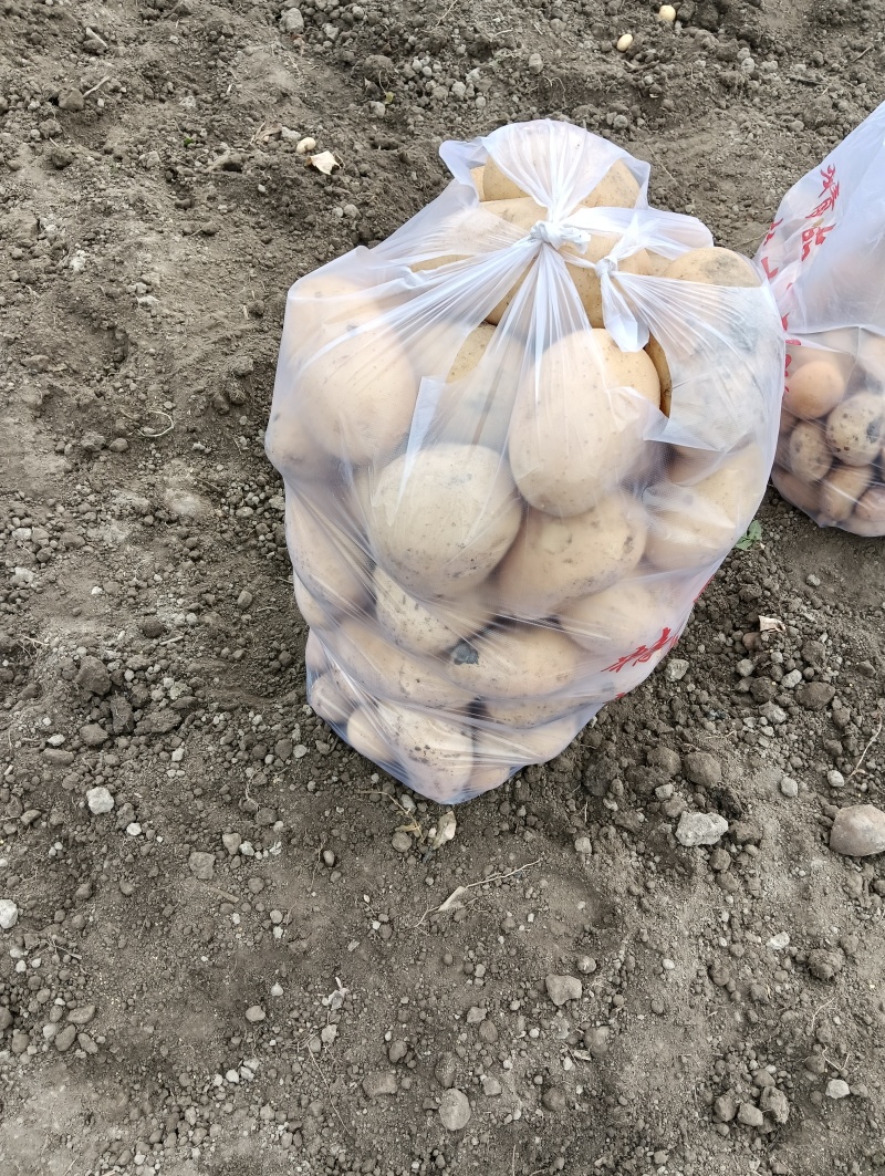 沃土土豆，黄心土豆全国发货支持视频看货选货