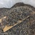 英德红茶英红九号春茶散茶