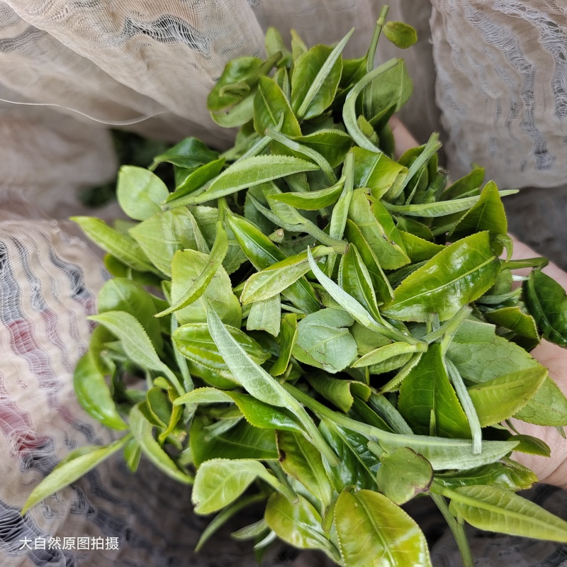 英德红茶英红九号春茶散茶