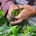 英德红茶英红九号春茶散茶