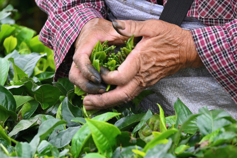 英德红茶英红九号春茶散茶