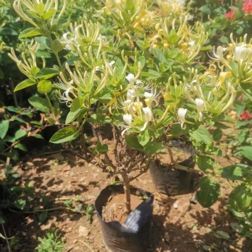 营养杯金银花苗四季金银花红色金银花金银花杯苗