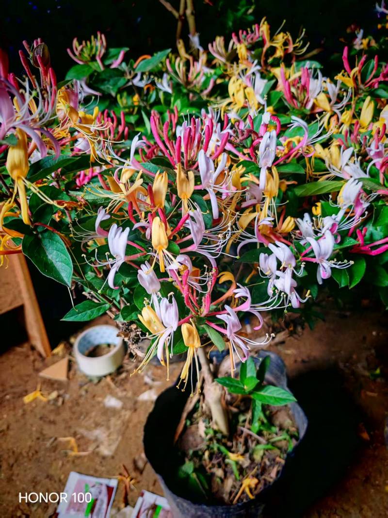 营养杯金银花苗四季金银花红色金银花金银花杯苗