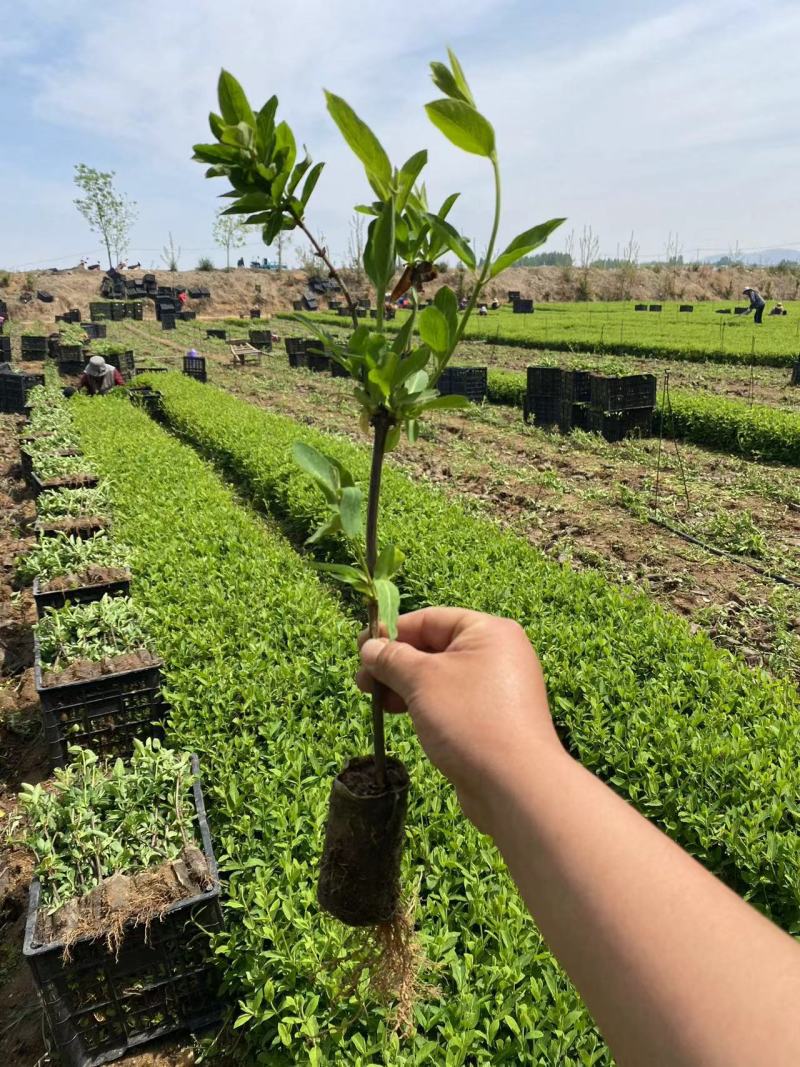 营养杯金银花苗四季金银花红色金银花金银花杯苗