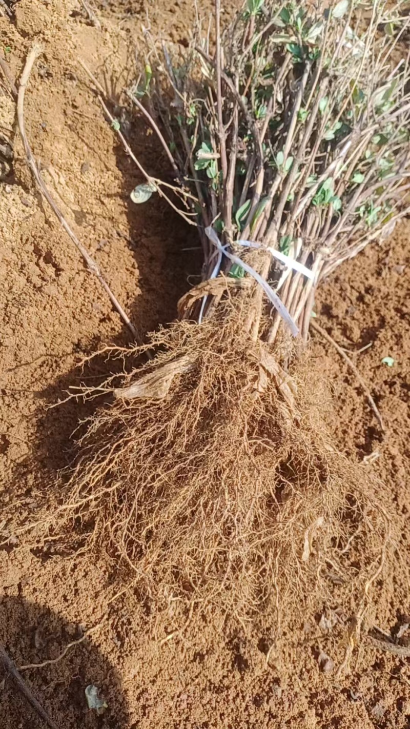 营养杯金银花苗四季金银花红色金银花金银花杯苗