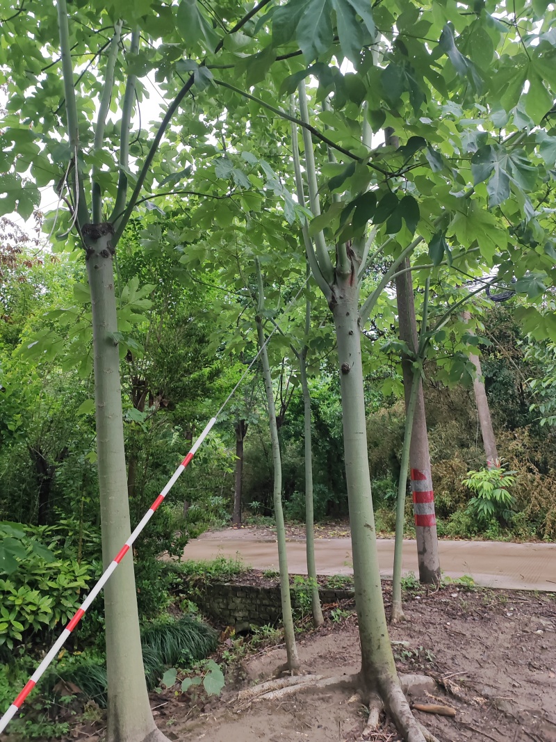梧桐树，青桐树