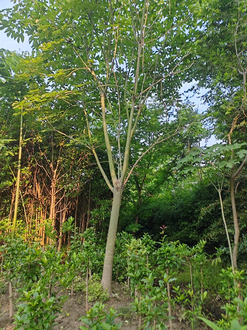 梧桐树，青桐树