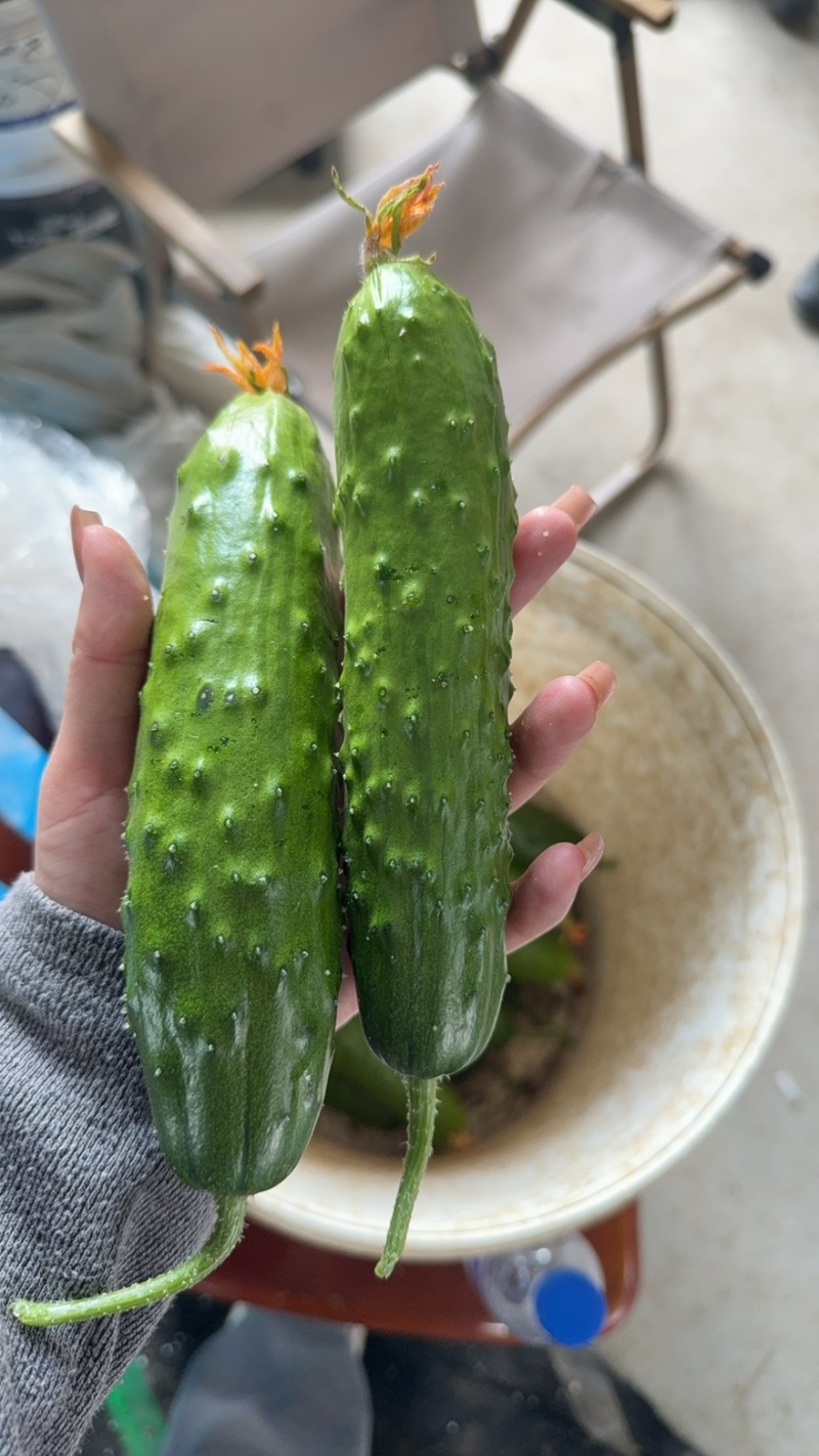 （山东黄瓜）海阳旱黄瓜/带刺绿黄瓜/白草黄瓜