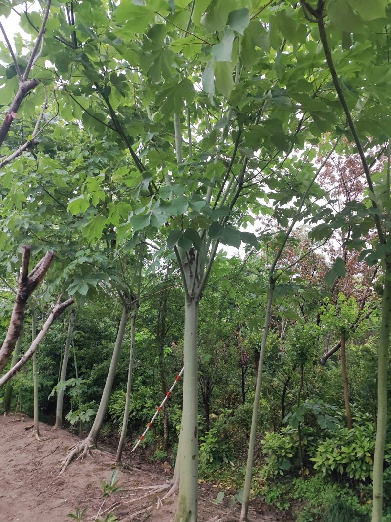 青桐树