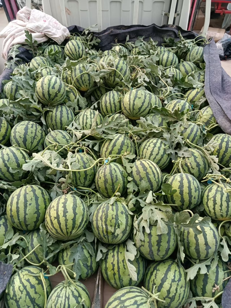 广东美都西瓜无籽头茬西瓜基地直供量大从优全国发货