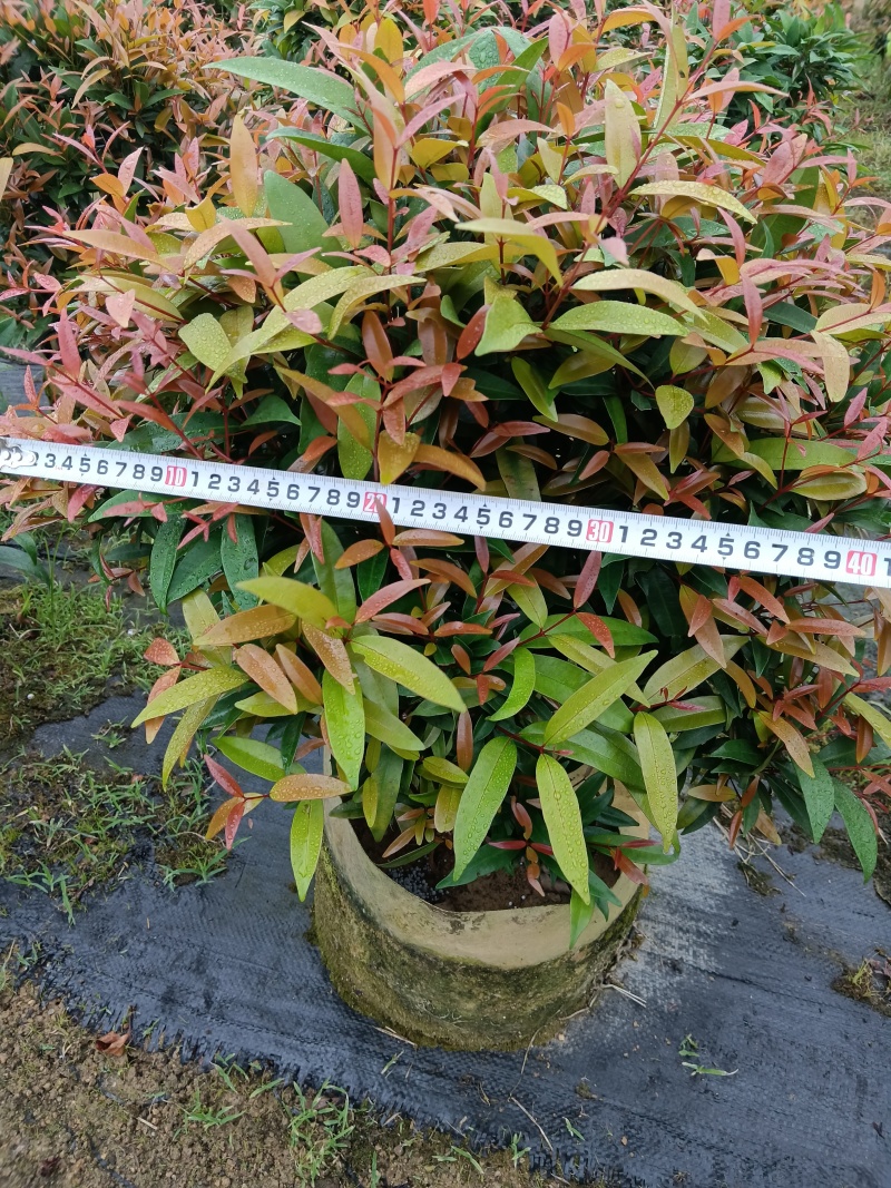 红车/红运当头鸿运当头红车四季常青庭院园林绿化工程绿植阳