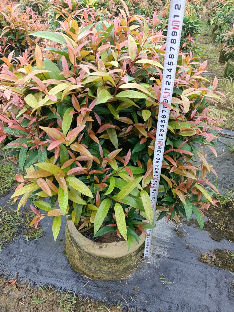 红车/红运当头鸿运当头红车四季常青庭院园林绿化工程绿植阳