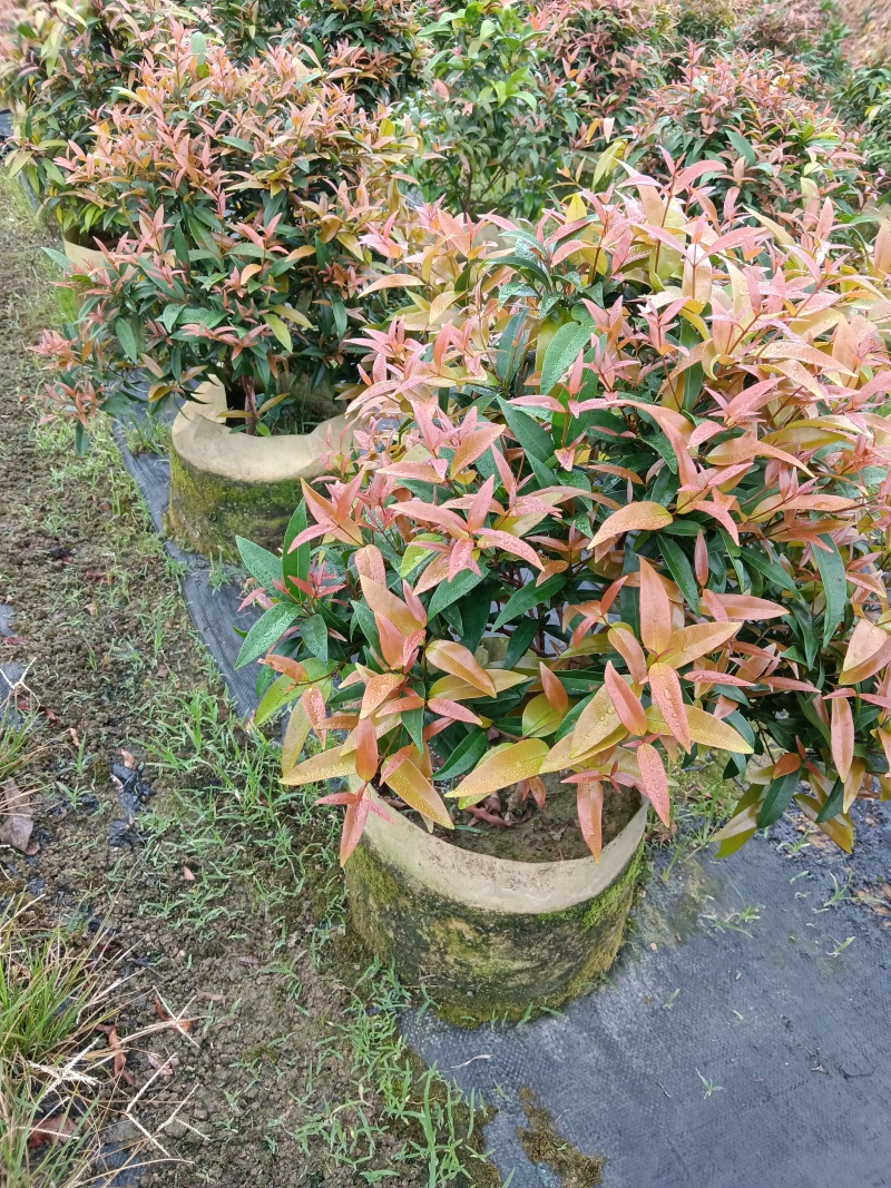 红车/红运当头鸿运当头红车四季常青庭院园林绿化工程绿植阳