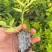 无纺布九星叶苗，根系发达，欢迎订购